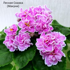 Лесная Сказка (Макуни)